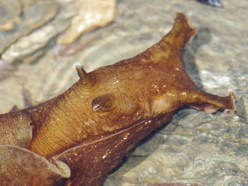 Aplysia sp, Mare Egeo, 06.2011